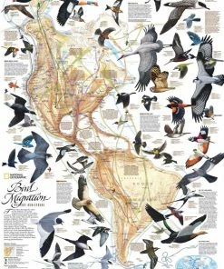 Outlet ⭐ New York Puzzle Co 1000 Pieces Bird Migration 🛒